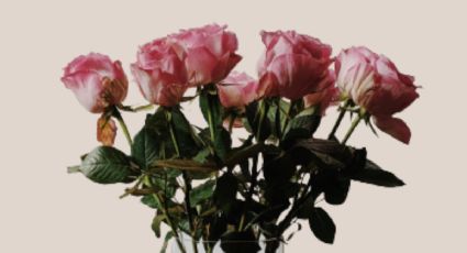 Las 3 flores que simbolizan amor eterno y que puedes regalar el 10 de mayo