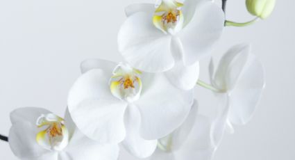 3 ingredientes BARATOS que no conocías para la floración de las orquídeas