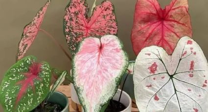 Feng Shui: 3 plantas rosas que debes tener en tu terraza pequeña para atraer abundancia