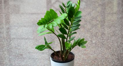Zamioculca: Aprende a reproducir esta planta de interior con sus propias hojas
