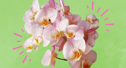 3 maneras de usar el vinagre para que tus orquídeas florezcan todo el año