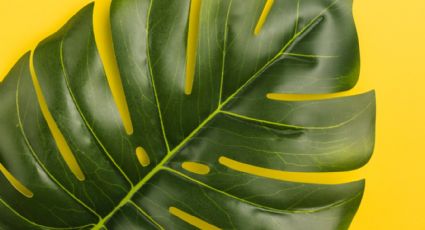 Abono casero secreto para revivir todo tipo de plantas y evitar las hojas amarillas
