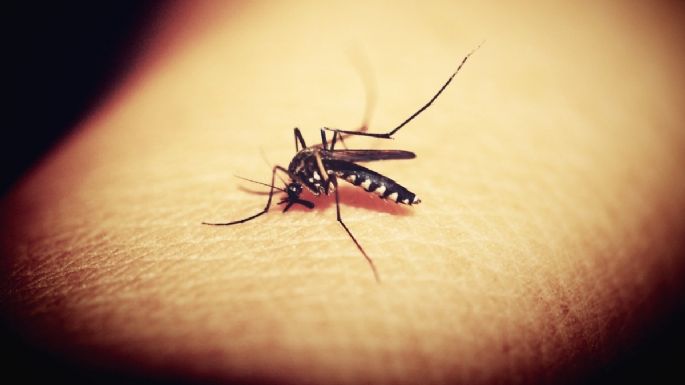 ¿Cómo ahuyentar a los mosquitos en verano? 3 plantas repelentes que te urge tener en casa