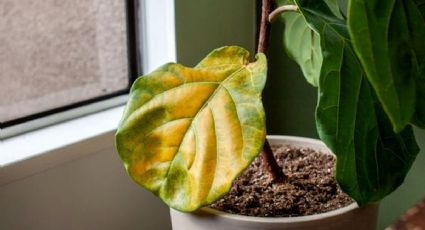 Jardinería: 2 tips para salvar plantas de interior con hojas amarillas en invierno