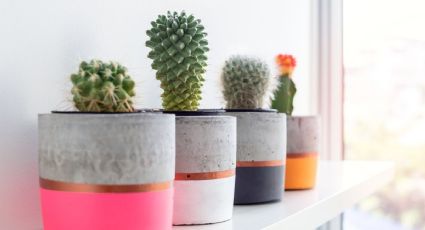 ¿Cómo se reproducen los cactus naturalmente? 3 formas sencillas de propagar estas plantas