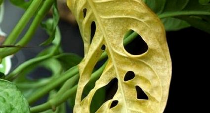 ¿Cómo recuperar MONSTERA por exceso de agua? 3 TIPS para salvar a tu planta con hojas amarillas