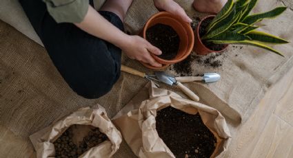 ¿Cómo restaurar la tierra de mis plantas? Revive el sustrato para lograr floración extrema con 2 tips