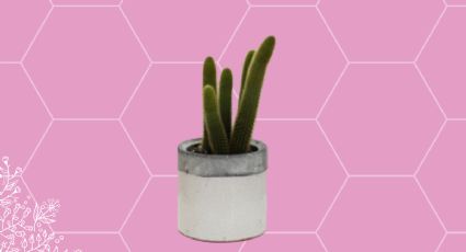 3 especies de cactus que no conocías y son ideales para tu jardín porque resisten al sol