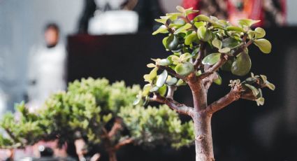 Árbol de la abundancia: Guía de cuidados y trucos para mantenerlo frondoso todo el año