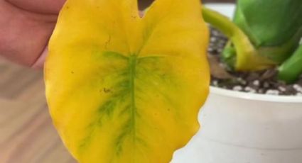 ¿Por qué le salen hojas amarillas a mi planta y cómo solucionarlo? Truco fácil con 1 ingrediente de cocina