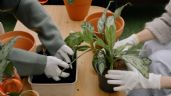 Tierra negra para plantas y suculentas: Haz el mejor sustrato usando ingredientes naturales