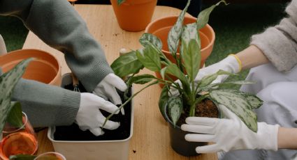 Tierra negra para plantas y suculentas: Haz el mejor sustrato usando ingredientes naturales