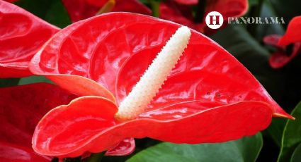 Anturio Rojo: 4 cosas que SÍ necesitas saber ANTES de tener esta planta en casa