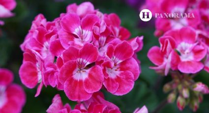 ¿Cómo cuidar GERANIOS en maceta? 5 TIPS de jardinería que los hará explotar de flores TODO el año