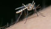 Insecticida Casero: ¿Cómo utilizar el vinagre para alejar a los mosquitos?