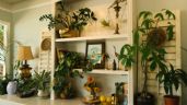 Jardinería: 3 asombrosas plantas de interior que absorben la humedad en tu casa