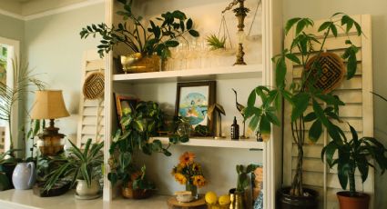 Jardinería: 3 asombrosas plantas de interior que absorben la humedad en tu casa