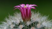 ¿Cómo hacer florecer los cactus? Tres tips infalibles para ayudarlos