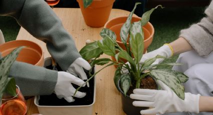 Suculenta podrida: 3 secretos de jardinería para salvarla y que vuelva a crecer rápido