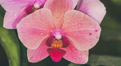 Jardinería DIY: Cómo darle brillo a tus orquídeas con una naranja