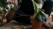 Sustrato casero: Combina AVENA con tierra para hacer crecer TODAS las plantas