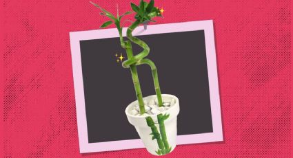 Bambú de la suerte: ¿Que significa que te regalen la planta con 2 tallos en San Valentín?