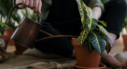 Sustrato casero: Combina AVENA con tierra para hacer crecer TODAS las plantas