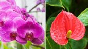 Pon 3 cucharadas de MAICENA para revivir Orquídeas y ANTURIOS secos en primavera