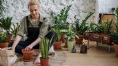 4 errores comunes de jardinería que arruinan tus plantas y cómo solucionarlos