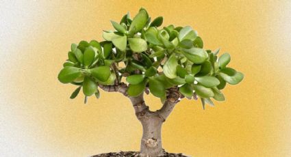 ¿Cómo activar tu árbol de jade con MAICENA para atraer abundancia?
