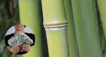 Feng Shui: ¿Dónde colocar el bambú de la suerte para evitar pérdidas de dinero?