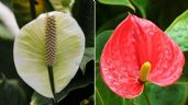 Café molido para plantas: Haz abono casero para hacer florecer Cuna de Moisés y Anturios