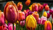 Plantar tulipanes en sencillos pasos: técnica de jardinería para que florezcan todo el año