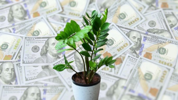 Coloca esta planta de la prosperidad en tu casa para atraer el dinero y la abundancia en 2024