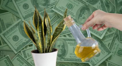 DIY: Cómo hacer un aceite de la abundancia utilizando lengua de suegra y aceite de oliva para potenciar tu economía