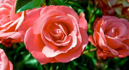 Trucazo de jardineros expertos para hacer que crezca un rosal de una rosa con MIEL y papa