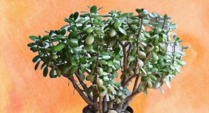 Haz el abono casero más efectivo para REVIVIR tu árbol de jade con 1 fruta rica en vitamina C