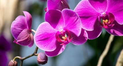 1 ingrediente de cocina para revivir tus orquídeas en época de calor