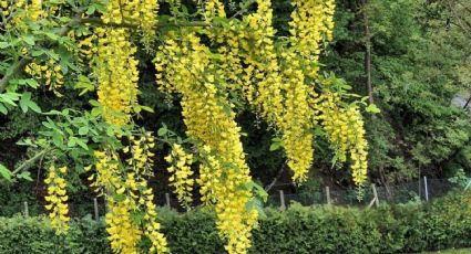 Árbol lluvia de oro: Cuidados que necesita para que tu jardín se llene de flores amarillas colgantes