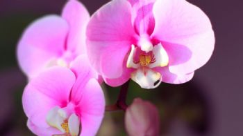 ¡Revive tus orquídeas marchitas! Aplica 1 ingrediente de cocina