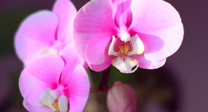 ¿Cómo puedo revivir las orquídeas? prepara esta abono casero