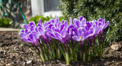 Abono NATURAL: 3 ingredientes de cocina que llenarán tus plantas de flores en primavera