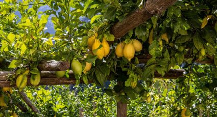 Árboles frutales: Cómo saber si tu LIMONERO en maceta necesita agua y qué hacer si ya se secó