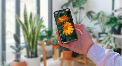 5 apps que te ayudarán a cuidar y revivir tus plantas
