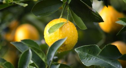 Así se hace el mejor abono para el árbol de limón con solo 3 ingredientes