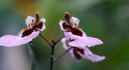 Cuidados de las orquídeas para que tengan más flores, según jardineros expertos