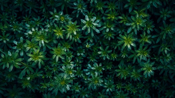 Planta millonaria: ¿Cuál es y qué significa cuando florece?