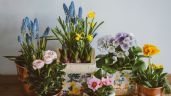 Las plantas con flores más perfumadas para hacer que tu casa huela rico todo el día