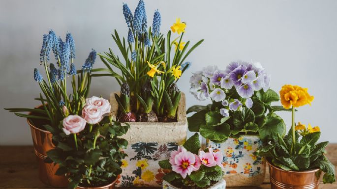 Las plantas con flores más perfumadas para hacer que tu casa huela rico todo el día