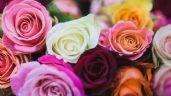 Cambia el color tus rosas fácilmente con solo 2 ingredientes de cocina que también las harán florecer
